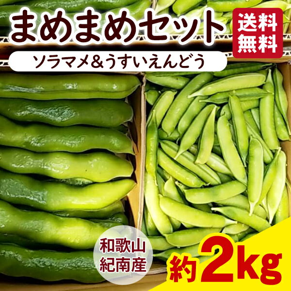【送料無料】和歌山県紀南産　まめまめセット　ソラマメ約1kg 紀州うすい（うすいえんどう）約1kg　 ...