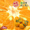 【送料無料】葉付きポンカン（36玉入） 約5kg 1箱 ★味・色・香りの三拍子そろったミカンです★木熟の証明「葉付き」でお届けします♪