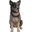 動物 オブジェ 私におまかせ犬 オーストラリアン・キャトル・ドッグ インテリア イベント ディスプレイ Blue Heeler 45,980円