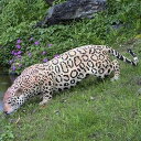 実物大 動物 オブジェ 水辺のジャガー インテリア イベント ディスプレイ