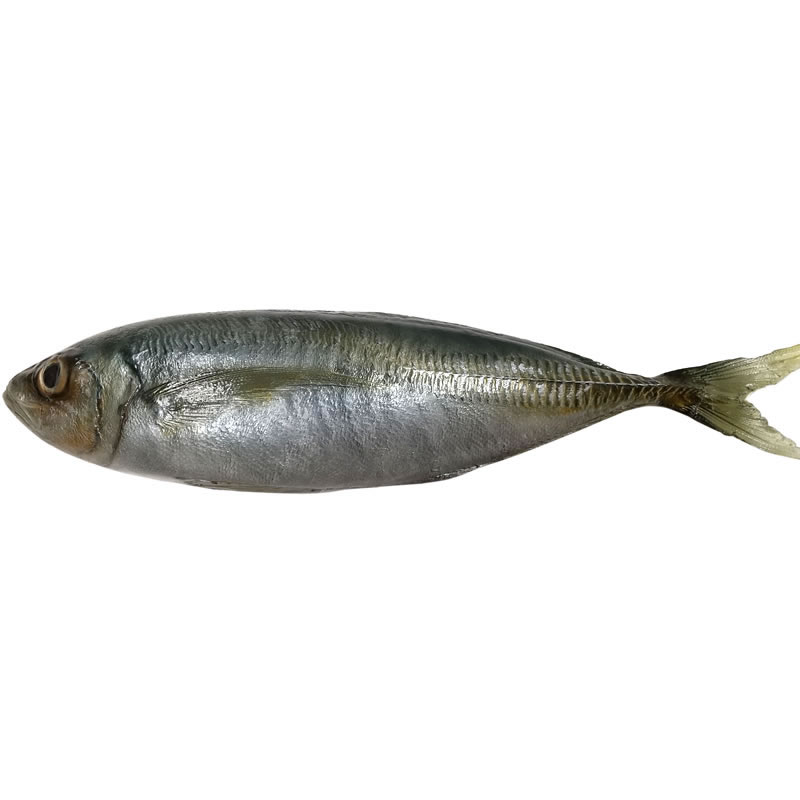 乐天商城 - あじ アジ 鯵 実物大の生魚 食品サンプル 日本製