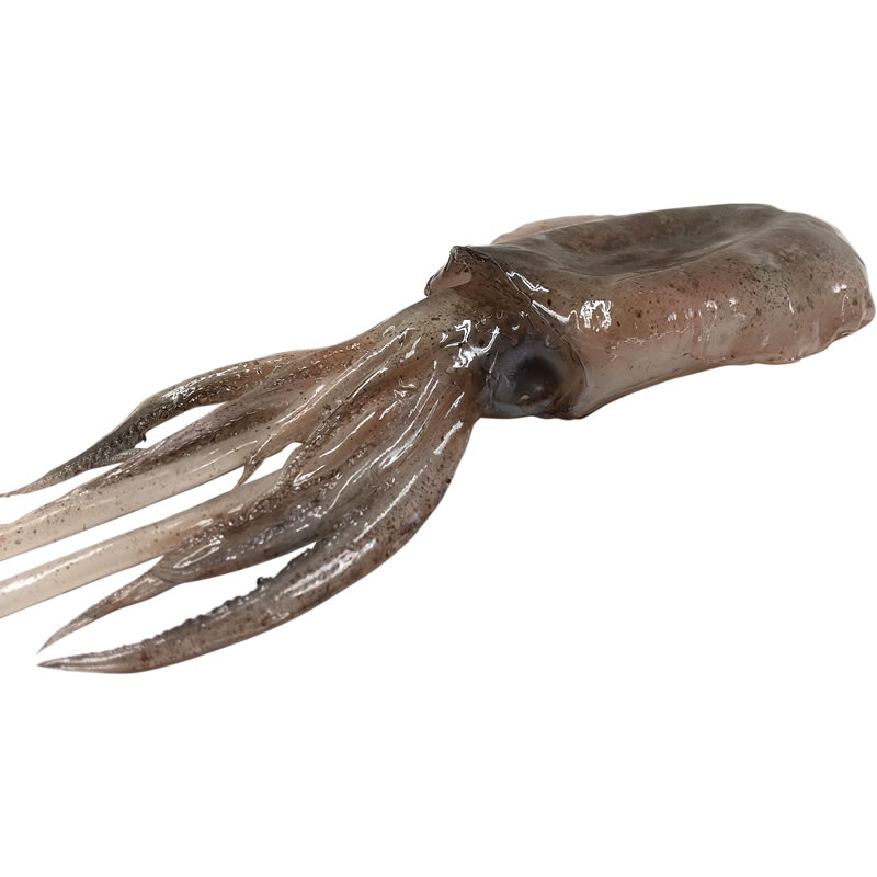 Graciousのイカ 烏賊 実物大の生魚 食品サンプル 日本製｜アングル2