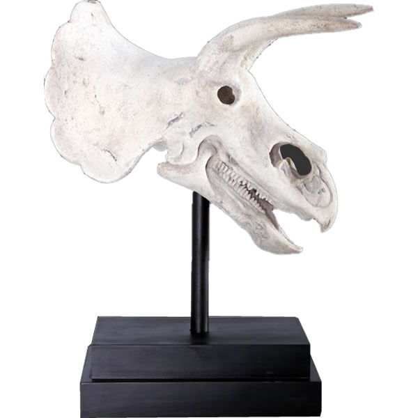乐天商城 - オブジェ トリケラトプスの頭骨 インテリア イベント ディスプレイ Triceratops Skull on Base