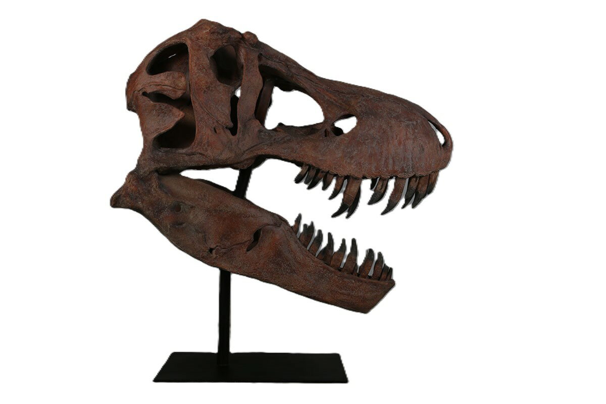 Rakuten - 恐竜 オブジェ ティーレックスの頭骨 壁掛け ブロンズ インテリア イベント ディスプレイ Giant T-Rex Skull