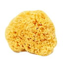 【クーポン最大600円OFF!】在庫あり!!【定形外送料無料】天然海綿ハニコム種(約14~16cm) 天然海綿スポンジ 地中海 最高級 ボディケア 赤ちゃん 敏感肌 ベリーニ