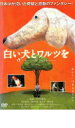 【バーゲンセール】【中古】DVD▼白い犬とワルツを レンタル落ち
