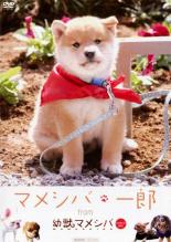【バーゲンセール】【中古】DVD▼マメシバ・一郎 from 幼獣マメシバ レンタル落ち