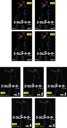 【バーゲンセール】全巻セット【中古】DVD▼エージェント・カーター(9枚セット)シーズン1 、2 レンタル落ち