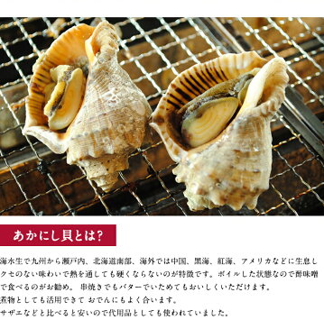 新鮮 湯通しアカニシ貝【200g×1パック】 あかにし貝 美味しい 刺身 煮物 串焼き 珍味 お取り寄せ 簡単 おつまみ 酒の肴 貝 保存食 冷凍食品 お魚生活すすめ隊 まとめ買い5,400円以上で送料無料! レビュー高評価