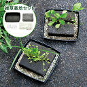 雑草栽培セット 栽培キット 草 植物 観賞用 コンクリート風 ユニーク 面白い 趣味 子ども 自由研究 簡単 インテリア グリーン 贈り物 プレゼント ギフト おしゃれ