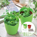 四つ葉のクローバー 種 栽培セット 栽培キット 観葉植物 植物 四つ葉 葉っぱ 可愛い グリーン 卓上 机 置物 窓際 始められる かわいい インテリア 華やか 誕生日 プレゼント ギフト おしゃれ