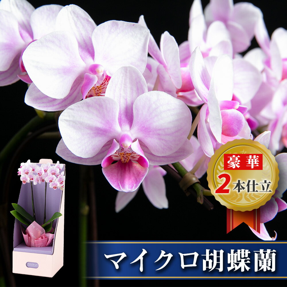 母の日 遅れ て ごめんね 花 ミニ 胡蝶蘭 マイクロ サイズ 2株ボックス 鉢植え 花 生花 鉢花 3号鉢 インテリア お祝い 開店 開院 御礼 就任 退職 供花 新築 誕生日 長寿 祝い サロン ショップ お店 オフィス オーキッド 洋蘭 かわいい プレゼント 母の日 ギフト おしゃれ