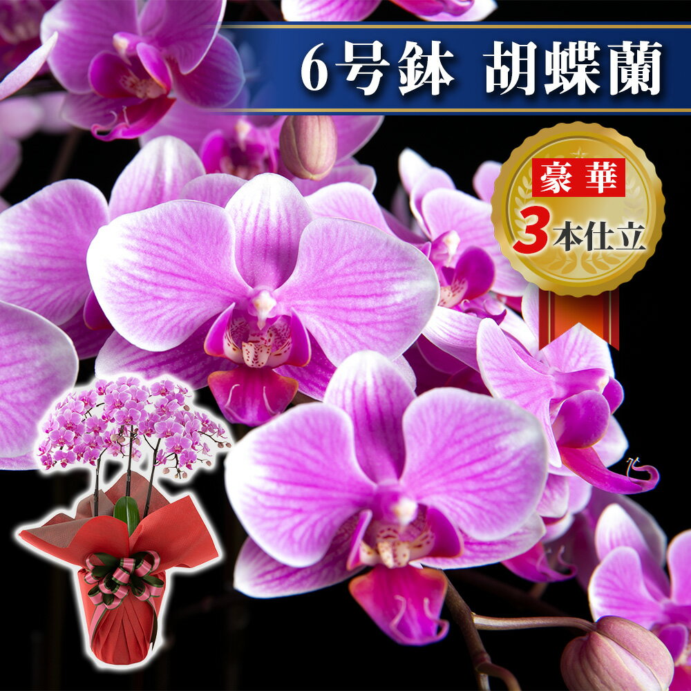 ミディ 胡蝶蘭 3株 3本 6号鉢 ラッピング リボン付き 鉢植え 花 生花 鉢花 インテリア お祝い 開店 開院 御礼 就任 退職 供花 新築 誕生日 長寿 祝い サロン ショップ お店 オフィス オーキッド 洋蘭 かわいい プレゼント 母の日 ギフト おしゃれ