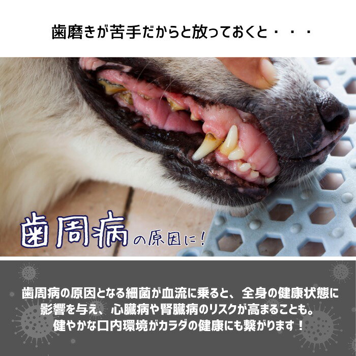 プロバイオデンタルPET 粉末タイプ 7.35g 4個セット プレミアモード 風味なし 猫 犬 小動物用 歯磨き サプリ 乳酸菌 ふりかけ 口臭 歯垢 口内炎 歯肉炎 歯周病 歯石 シニア デンタルケア お口すっきり kingsmarche-10001604 王様のマルシェ02 サンプル画像3
