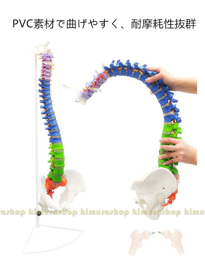 kingwaの脊椎模型 色分け 45cm 85cm 可動式 脊椎骨盤模型 人体模型 実物大 股関節 主要筋 靭帯 神経 血管 骨格モデル 医学教材 スタンド付き｜アングル3