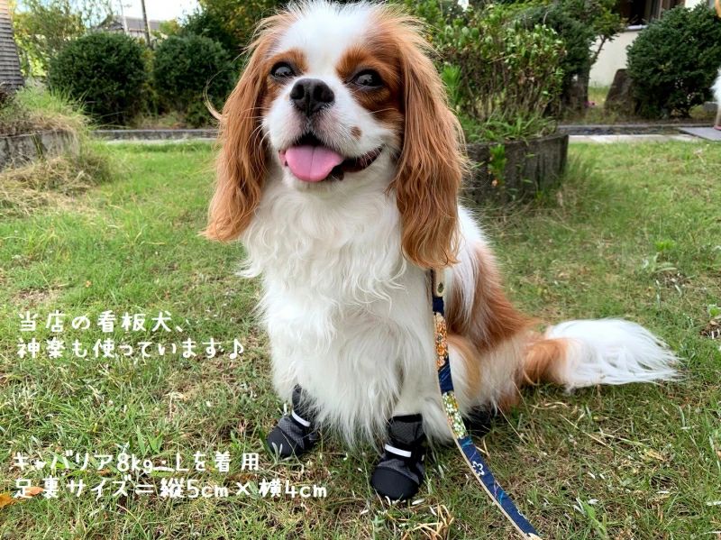 シリーズ名：大きく開くクッションメッシュの優しいシューズ ブランド名：モモゼット メーカー型番 - カラー：ブルー / レッド / グレー ペットの服サイズ：M 犬の大きさ：小型犬 代表カラー：グレー 個数 4 サイズ：足裏＝縦：4.5cm　横：4cm 注意事項 ※写真は実物と同じように撮影されます。撮影中の光とモニターの解像度が異なるため、多少の色の違いは品質上の問題ではございませんので、予めご了承ください。 ※お問い合わせとメールを承りますので、質問や苦情を相談して有効に解決しましょう。必ず責任を持って最後までご対応致します。勝手に悪いレビューをしないでお願い致します。 ※環境配慮と迅速なお届けのため、簡易包装で発送しております。運送事故により箱が潰れる可能性がございます。万が一不具合やご不明点がございましたら、どうぞお気軽にご連絡ください。誠意をもって対応させていただきます。 ※配送または仕入状況により商品の箱に凹み、スレ等がある場合がございます。輸入品の為、多少の汚れ、スレがある場合がございます。(製品の動作に問題ございません。)パッケージ不良による交換返品は対応出来かねますので、ご了承をお願いします。 ※手動測定による1~2cmの誤差を許容してください。ご理解いただきありがとうございます ※取り扱い上のご注意をよくお読みの上ご使用下さい。