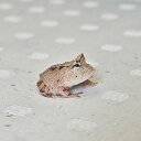 【金魚宝典】アマゾンツノガエル(オレンジブラウン) 1匹☆スタッフセレクト個体☆