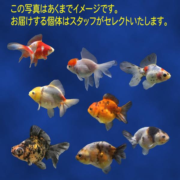 【金魚宝典】お楽しみ10匹セット 当才（6〜8cm±）★更紗琉金、キャリコ琉金、セルフィンらんちゅう、蝶尾、丹頂、浜錦、江戸錦などから4〜5種類、10匹セット★☆スタッフがセレクトします！☆