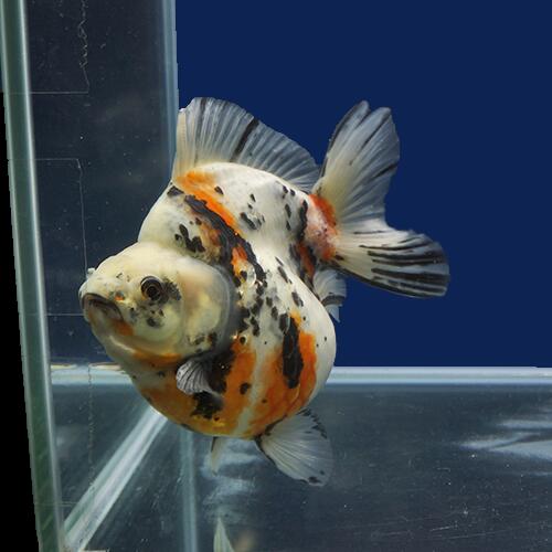 正規品 金魚宝典 キャリコダルマショートテール琉金 明け２才 15 5ｃｍ 高級セレクト個体 金魚宝典