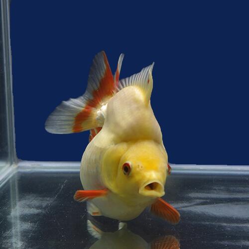 金魚宝典 更紗ダルマショートテール琉金 明け２才 12 5ｃｍ 高級セレクト個体 金魚宝典