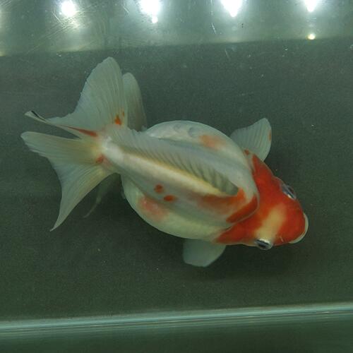 50 Off 金魚宝典 桜ダルマショートテール琉金 明け2才 14cm 高級セレクト個体 Techexplica Com 50 Off 金魚宝典 桜ダルマショートテール琉金 明け2才 14cm 高級セレクト個体 Techexplica Com