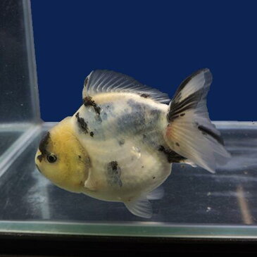 【金魚宝典】白黒ショートテールオランダ 明け2才(13cm±)★月間セール品です! セレクト個体★