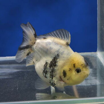 【金魚宝典】白黒ショートテールオランダ 明け2才(13cm±)★月間セール品です! セレクト個体★