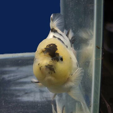 【金魚宝典】白黒ショートテールオランダ 明け2才(13cm±)★月間セール品です! セレクト個体★