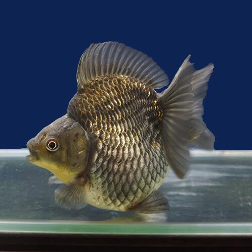 激安の 金魚宝典 銀鱗青ダルマショートテール琉金 明け2才 14 5cm 高級セレクト個体 金魚宝典 Elearning Mammographyed Com 激安の 金魚宝典 銀鱗青ダルマショートテール琉金 明け2才 14 5cm 高級セレクト個体 金魚宝典 Elearning Mammographyed Com
