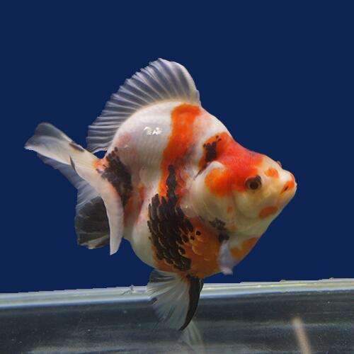 本店は 金魚宝典 三色ダルマショートテール琉金 明け2才 15cm 高級セレクト個体 金魚宝典 Elearning Mammographyed Com 本店は 金魚宝典 三色ダルマショートテール琉金 明け2才 15cm 高級セレクト個体 金魚宝典 Elearning Mammographyed Com