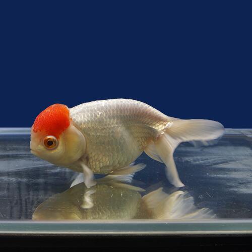 新版 金魚宝典 ガットウコウ ２才 15ｃｍ 高級セレクト個体 金魚宝典 Www Digidb Io