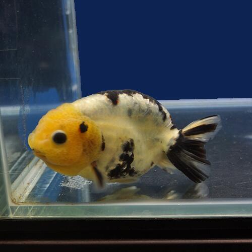 本店は 金魚宝典 白黒らんちゅう 三ツ尾 当才 11 5ｃｍ セレクト個体 金魚宝典 Kcarplaw Com
