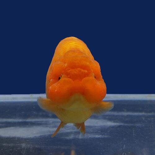 日本全国送料無料 金魚宝典 レッドらんちゅう 当才 12 5cm セレクト個体 Home Psychwellnesscentre Com 日本全国送料無料 金魚宝典 レッドらんちゅう 当才 12 5cm セレクト個体 Home Psychwellnesscentre Com