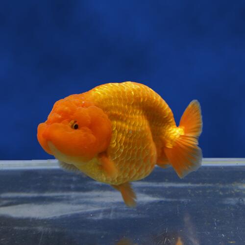 日本全国送料無料 金魚宝典 レッドらんちゅう 当才 12 5cm セレクト個体 Home Psychwellnesscentre Com 日本全国送料無料 金魚宝典 レッドらんちゅう 当才 12 5cm セレクト個体 Home Psychwellnesscentre Com