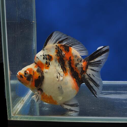 国内最安値 金魚宝典 三色ダルマショートテール琉金 明け2才 16 5cm セレクト個体 金魚宝典 Www Studijeuinostranstvu Rs 国内最安値 金魚宝典 三色ダルマショートテール琉金 明け2才 16 5cm セレクト個体 金魚宝典 Www Studijeuinostranstvu Rs