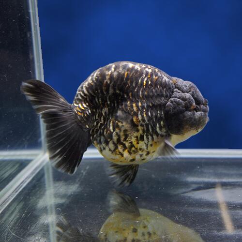 【金魚宝典】ショートボディ キリン三色らんちゅう 2才 16cm± ★高級セレクト個体★