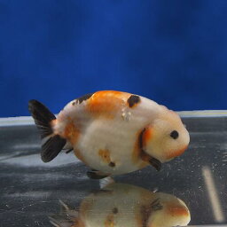 【金魚宝典】江戸錦　2才（11cm±）★セレクト個体★