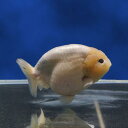 【金魚宝典】絣り柄江戸錦　2才（15cm±）★高級セレクト個体★