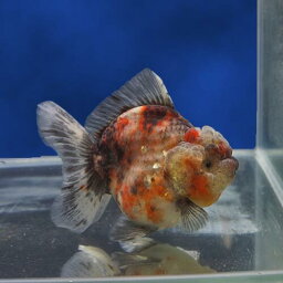 【金魚宝典】キャリコローズテールオランダ(ショートボディ）　明け2才（12cm±）☆タイ産の厳選個体です！☆★高級セレクト個体★