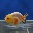 【金魚宝典】変り柄桜錦 明け2才(11.5cm±)★セレクト個体★(4)