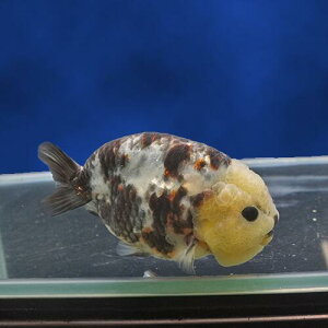 【金魚宝典】墨江戸錦(バッファロータイプ) 2才(12.5cm±)★セレクト個体★