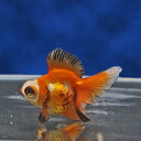 【金魚宝典】更紗蝶尾 明け2才(9cm±)★セレクト個体★(4)