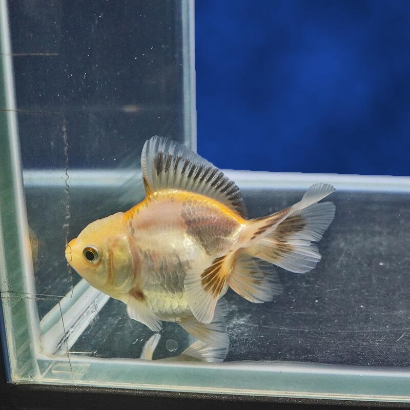 【金魚宝典】ホワイトハーフムーンオランダ（一部透明鱗）　当才（8.5cm±）★セレクト個体★
