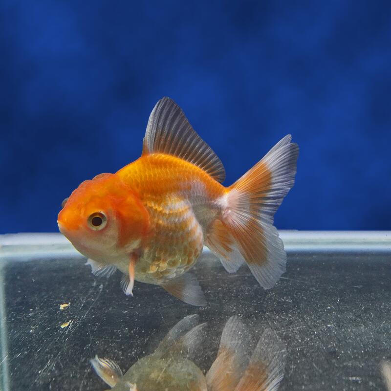 【金魚宝典】更紗ハーフムーンオランダ　当才（8cm±）★セレクト個体★