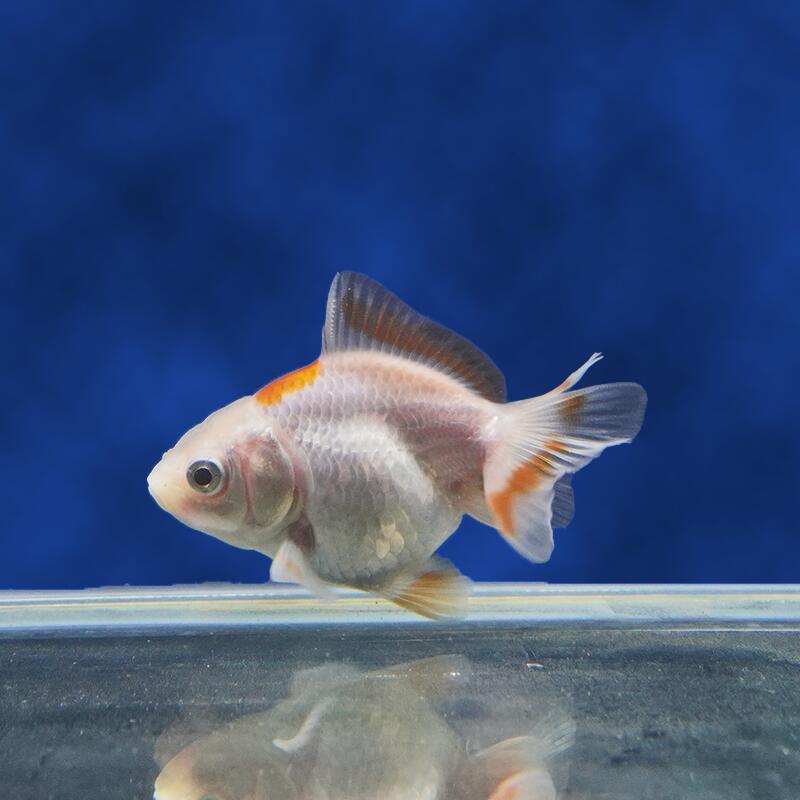 【金魚宝典】更紗ハーフムーンオランダ　当才（6.5cm±）★セレクト個体★