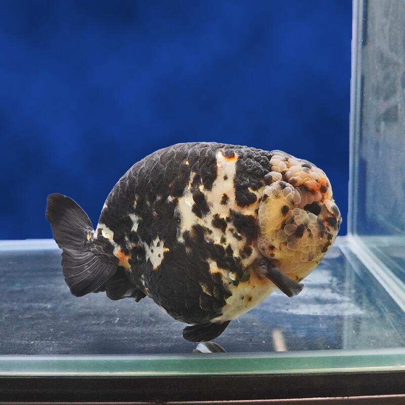 【金魚宝典】墨江戸錦　3才（13cm±）★高級セレクト個体★