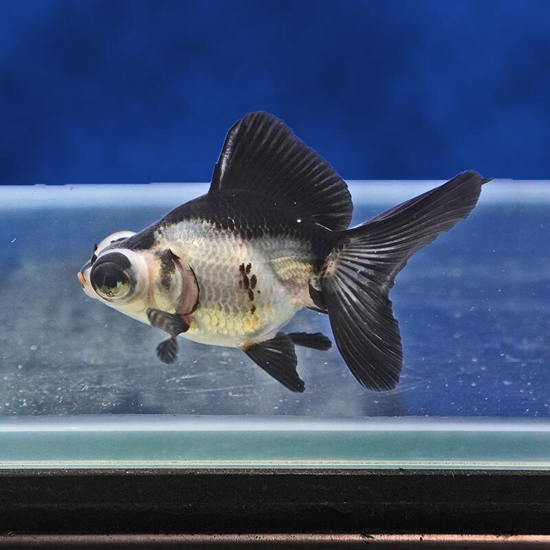 【金魚宝典】パンダ蝶尾　当才（8cm±）★セレクト個体★