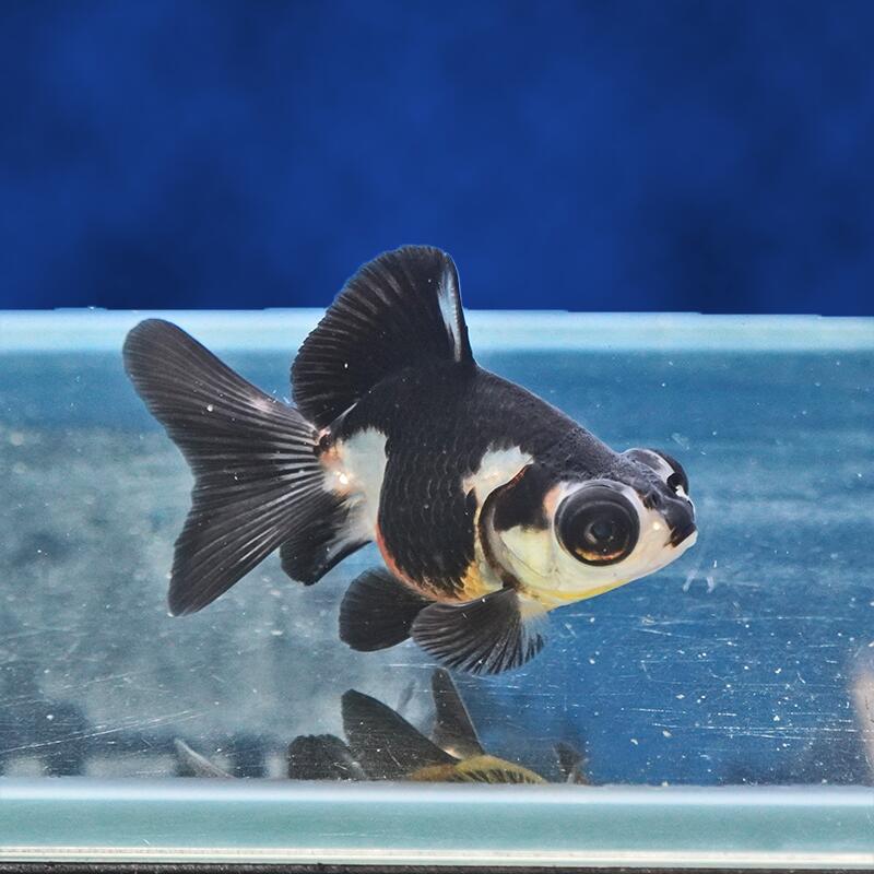 【金魚宝典】レッサーパンダ蝶尾　当才（8cm±）★セレクト個体★