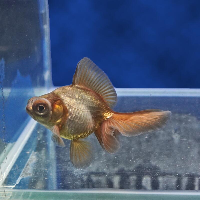 【金魚宝典】メノウ蝶尾　当才（9cm±）★セレクト個体★