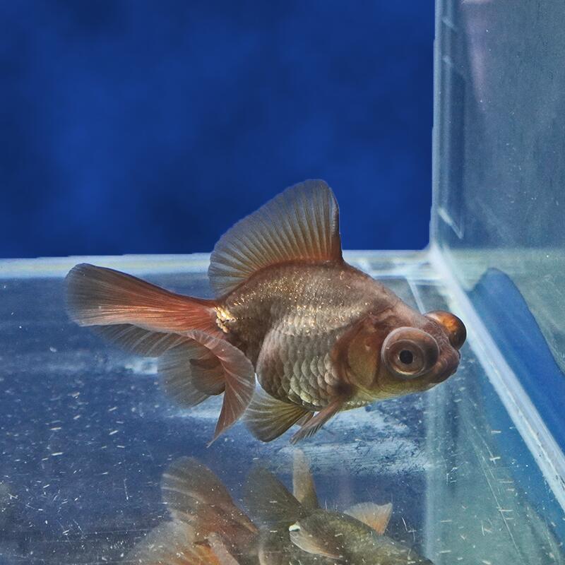 【金魚宝典】メノウ蝶尾　当才（9cm±）★セレクト個体★